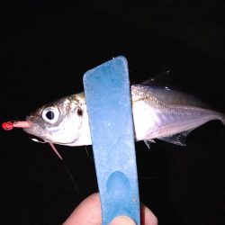 メバリングのはずがアジング